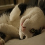 Mister Poser 3